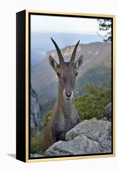 Alpine ibex female, Jura, Switzerland-Loic Poidevin-Framed Premier Image Canvas