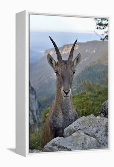 Alpine ibex female, Jura, Switzerland-Loic Poidevin-Framed Premier Image Canvas