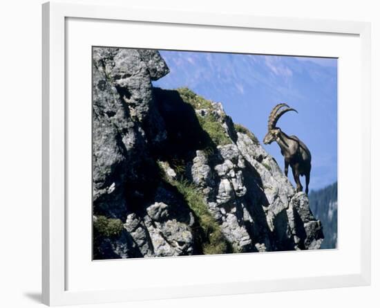 Alpine Ibex,Niederhorn, Interlaken, Switzerland-Rolf Nussbaumer-Framed Photographic Print