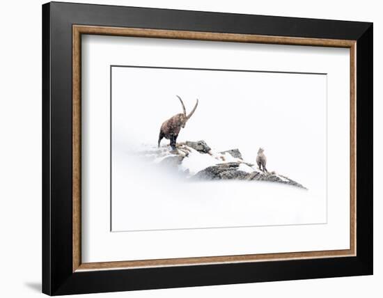 Alpine ibex with kid on mountain ridge in heavy snowfall, Italy-David Pattyn-Framed Photographic Print