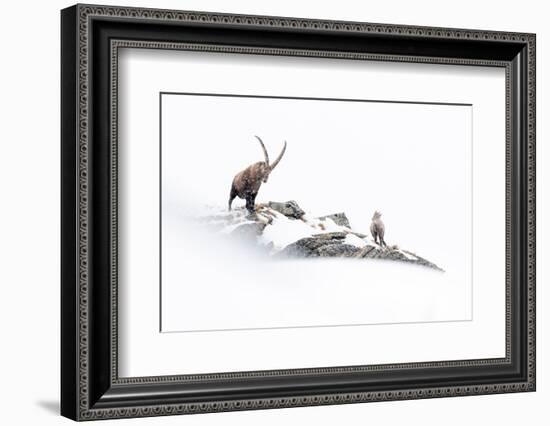 Alpine ibex with kid on mountain ridge in heavy snowfall, Italy-David Pattyn-Framed Photographic Print