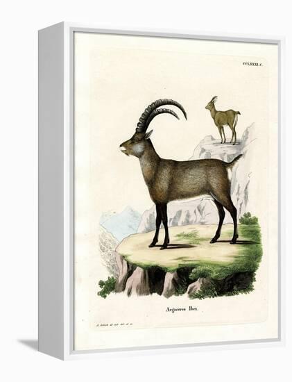 Alpine Ibex-null-Framed Premier Image Canvas