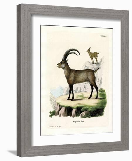 Alpine Ibex-null-Framed Giclee Print