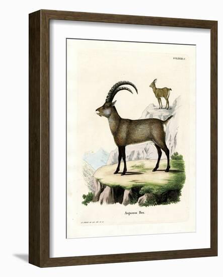 Alpine Ibex-null-Framed Giclee Print