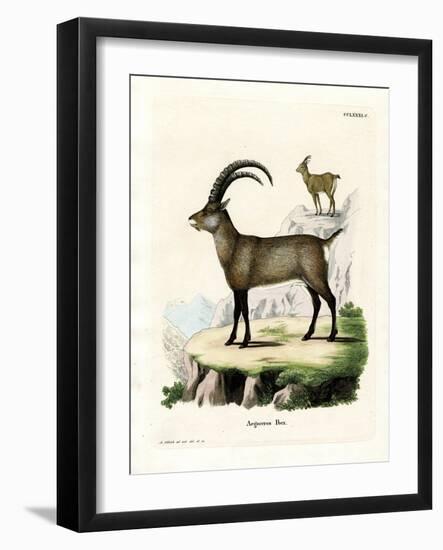 Alpine Ibex-null-Framed Giclee Print