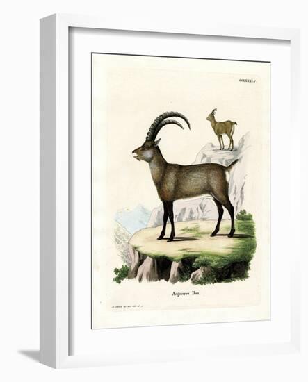 Alpine Ibex-null-Framed Giclee Print