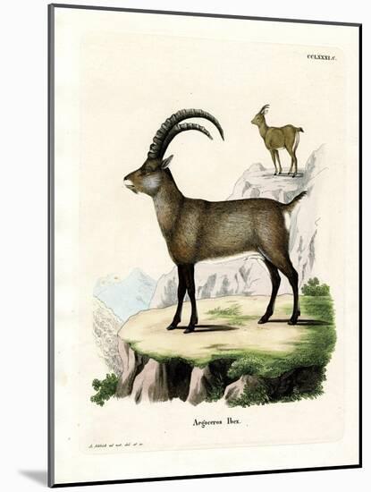 Alpine Ibex-null-Mounted Giclee Print