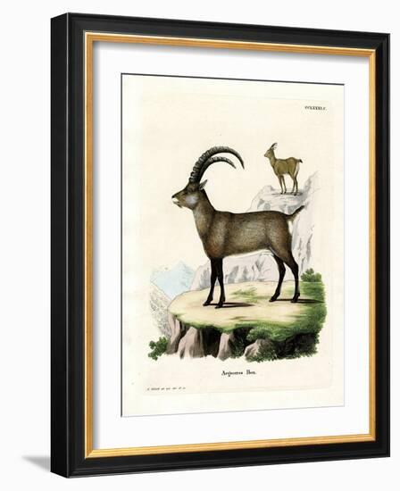 Alpine Ibex-null-Framed Giclee Print