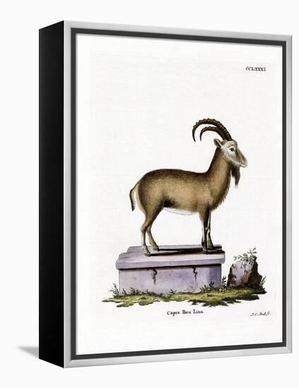 Alpine Ibex-null-Framed Premier Image Canvas