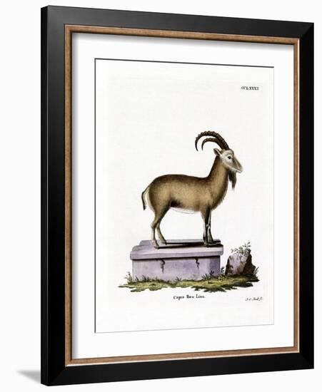 Alpine Ibex-null-Framed Giclee Print
