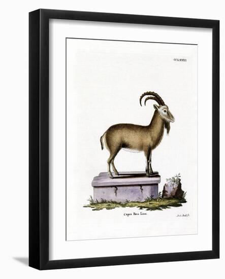 Alpine Ibex-null-Framed Giclee Print