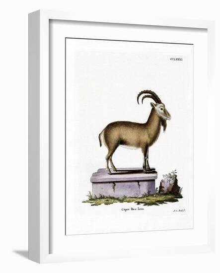 Alpine Ibex-null-Framed Giclee Print