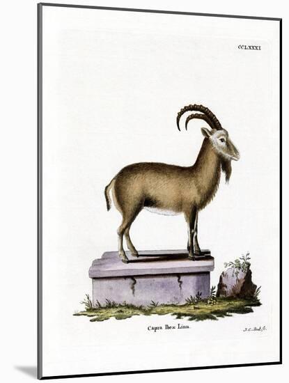 Alpine Ibex-null-Mounted Giclee Print