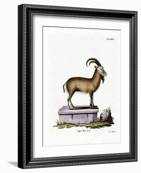 Alpine Ibex-null-Framed Giclee Print