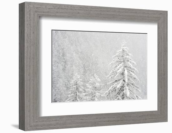 Alpine landscape with snowy trees. Gran Paradiso NP, Italy-David Pattyn-Framed Photographic Print