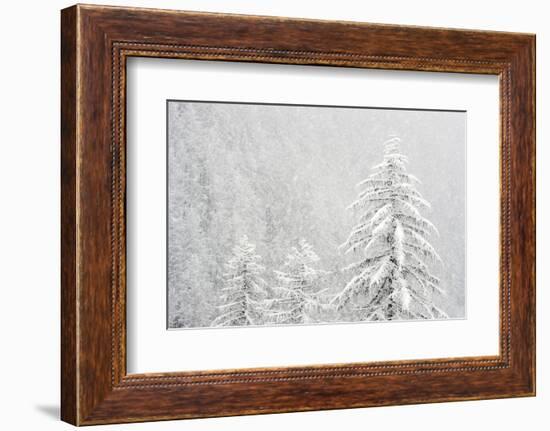 Alpine landscape with snowy trees. Gran Paradiso NP, Italy-David Pattyn-Framed Photographic Print