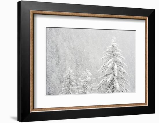 Alpine landscape with snowy trees. Gran Paradiso NP, Italy-David Pattyn-Framed Photographic Print