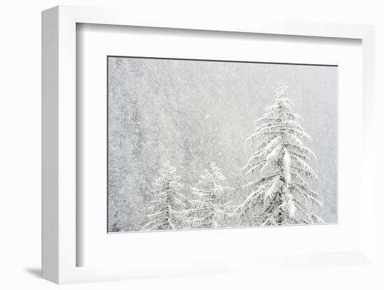 Alpine landscape with snowy trees. Gran Paradiso NP, Italy-David Pattyn-Framed Photographic Print