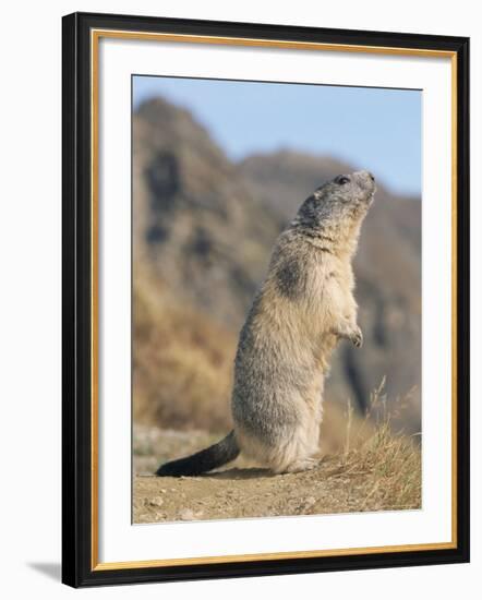 Alpine Marmot Calling, Switzerland-Rolf Nussbaumer-Framed Photographic Print