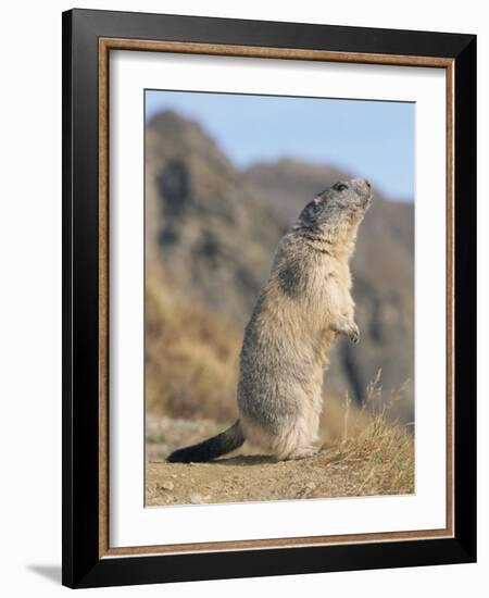 Alpine Marmot Calling, Switzerland-Rolf Nussbaumer-Framed Photographic Print
