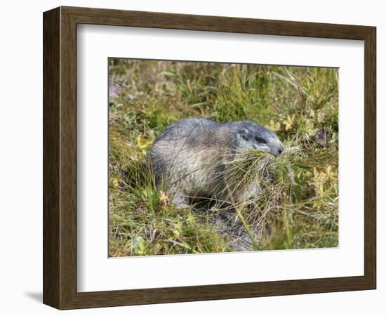 Alpine Marmot Gathering Grass for Hibernation, Hohe Tauern. Austria-Martin Zwick-Framed Photographic Print