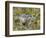 Alpine Marmot Gathering Grass for Hibernation, Hohe Tauern. Austria-Martin Zwick-Framed Photographic Print