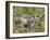 Alpine Marmot Gathering Grass for Hibernation, Hohe Tauern. Austria-Martin Zwick-Framed Photographic Print