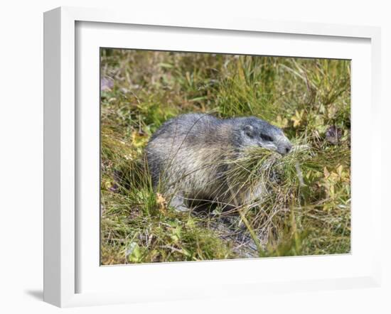 Alpine Marmot Gathering Grass for Hibernation, Hohe Tauern. Austria-Martin Zwick-Framed Photographic Print