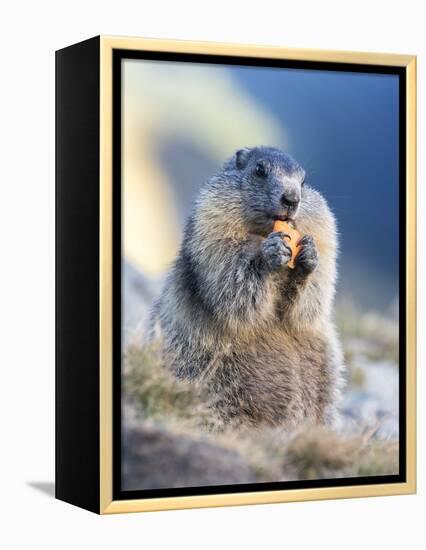 Alpine Marmot in the Hohe Tauern, Mount Grossglockner. Austria-Martin Zwick-Framed Premier Image Canvas