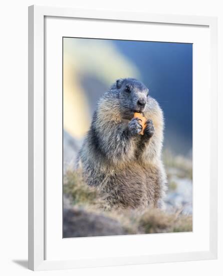 Alpine Marmot in the Hohe Tauern, Mount Grossglockner. Austria-Martin Zwick-Framed Photographic Print