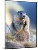 Alpine Marmot in the Hohe Tauern, Mount Grossglockner. Austria-Martin Zwick-Mounted Photographic Print