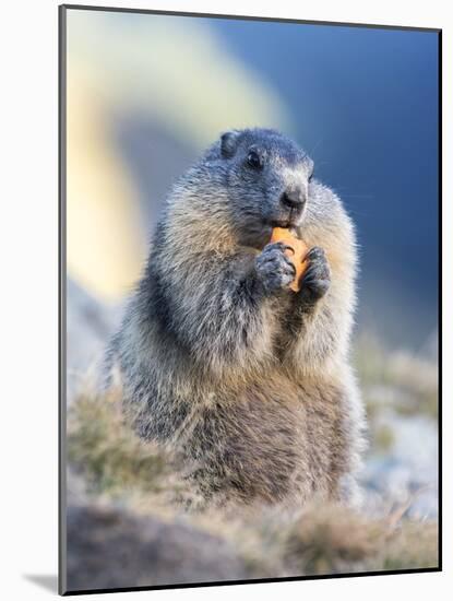 Alpine Marmot in the Hohe Tauern, Mount Grossglockner. Austria-Martin Zwick-Mounted Photographic Print