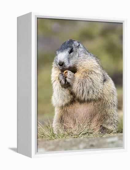 Alpine Marmot in the Hohe Tauern, Mount Grossglockner. Austria-Martin Zwick-Framed Premier Image Canvas