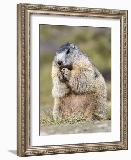 Alpine Marmot in the Hohe Tauern, Mount Grossglockner. Austria-Martin Zwick-Framed Photographic Print