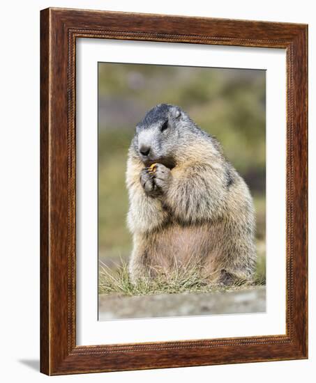 Alpine Marmot in the Hohe Tauern, Mount Grossglockner. Austria-Martin Zwick-Framed Photographic Print