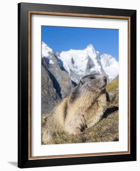Alpine Marmot in the Hohe Tauern, Mount Grossglockner. Austria-Martin Zwick-Framed Photographic Print