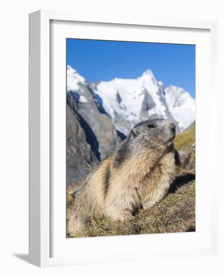 Alpine Marmot in the Hohe Tauern, Mount Grossglockner. Austria-Martin Zwick-Framed Photographic Print