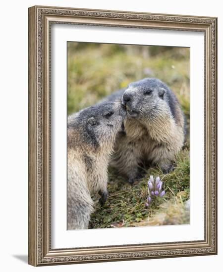 Alpine Marmot in the Hohe Tauern, Mount Grossglockner. Austria-Martin Zwick-Framed Photographic Print