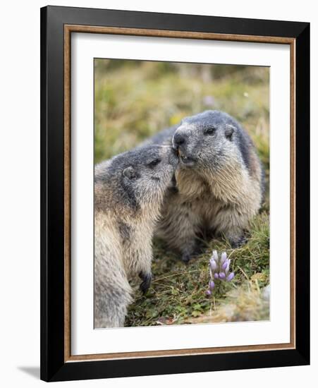 Alpine Marmot in the Hohe Tauern, Mount Grossglockner. Austria-Martin Zwick-Framed Photographic Print