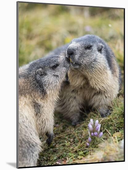 Alpine Marmot in the Hohe Tauern, Mount Grossglockner. Austria-Martin Zwick-Mounted Photographic Print