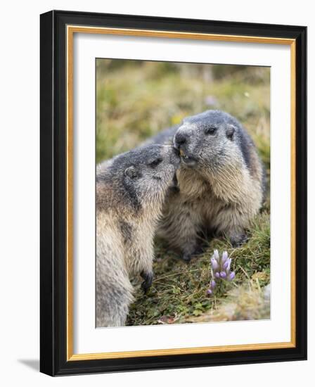 Alpine Marmot in the Hohe Tauern, Mount Grossglockner. Austria-Martin Zwick-Framed Photographic Print