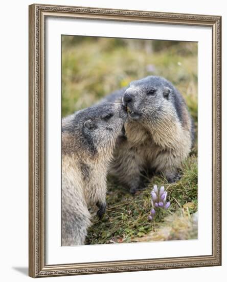 Alpine Marmot in the Hohe Tauern, Mount Grossglockner. Austria-Martin Zwick-Framed Photographic Print