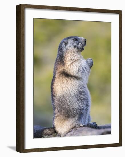 Alpine Marmot in the Hohe Tauern, Mount Grossglockner. Austria-Martin Zwick-Framed Photographic Print