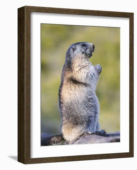 Alpine Marmot in the Hohe Tauern, Mount Grossglockner. Austria-Martin Zwick-Framed Photographic Print