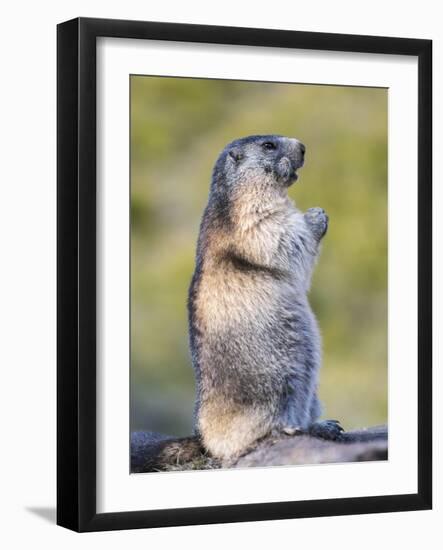 Alpine Marmot in the Hohe Tauern, Mount Grossglockner. Austria-Martin Zwick-Framed Photographic Print