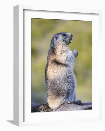 Alpine Marmot in the Hohe Tauern, Mount Grossglockner. Austria-Martin Zwick-Framed Photographic Print