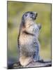 Alpine Marmot in the Hohe Tauern, Mount Grossglockner. Austria-Martin Zwick-Mounted Photographic Print