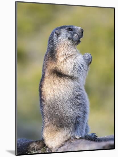 Alpine Marmot in the Hohe Tauern, Mount Grossglockner. Austria-Martin Zwick-Mounted Photographic Print