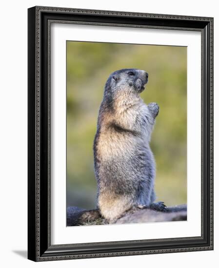 Alpine Marmot in the Hohe Tauern, Mount Grossglockner. Austria-Martin Zwick-Framed Photographic Print