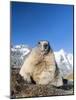 Alpine Marmot in the Hohe Tauern, Mount Grossglockner. Austria-Martin Zwick-Mounted Photographic Print